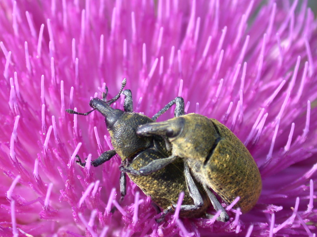 Larinus sp.